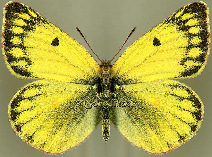 http://www.gorodinski.ru/pieridae/Colias ladakensis  m.jpg